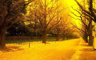 有关冬天的诗句，有关秋天的诗句三年级