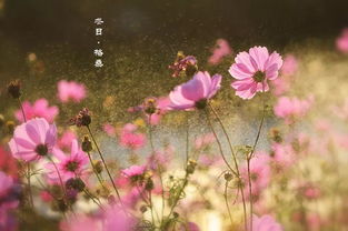 给我一朵花开的时间，一朵花开的时间什么意思