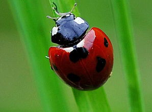 甲壳拼音怎么读音，甲壳拼音是ke还是qiao