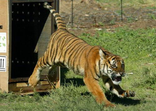 猛虎出笼免费观看完整电影，猛虎出笼什么意思