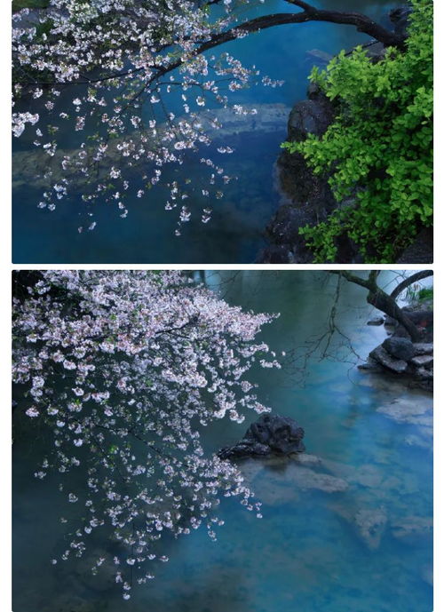 洞在清溪何处边是什么生肖动物，洞在清溪何处边全诗