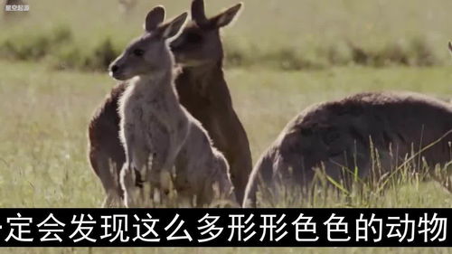 拥有长尾巴的动物有哪些?