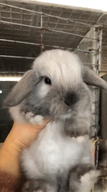 垂耳狗狗的种类有什么