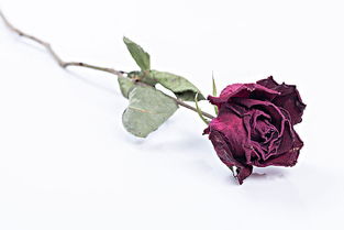 枯萎的玫瑰歌词 枯萎的玫瑰歌词是什么