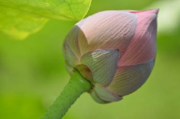 霜的拼音和组词组词语，霜的拼音和组词怎么写
