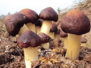 这是什么蘑菇?