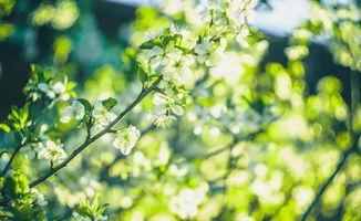 阳春三月图片唯美，阳春三月图片大全大图