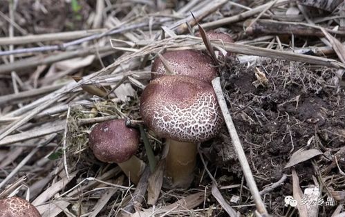 大球盖菇生长环境有什么要求?大球盖菇栽培技术!
