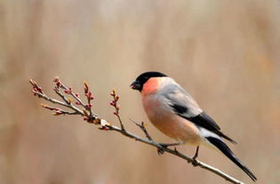 灰雀图片，灰雀是几年级的课文