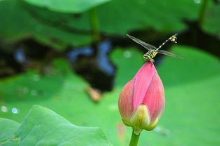 小荷才露尖尖角是哪首诗