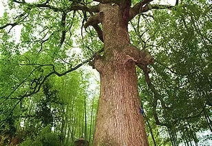 树大招风的意思解释