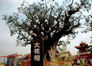 大槐树是山西哪个市