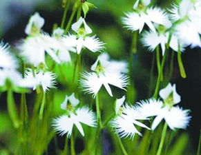 谁知道《杜拉克草和天锥树》传说的出处?