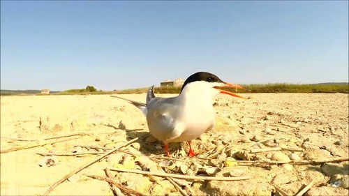 马百鹩的引证解释马百鹩的引证解释是什么