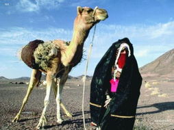 世界上最叛逆的民族,贝都因人为何一辈子都不愿意离开撒哈拉沙漠?_百度知