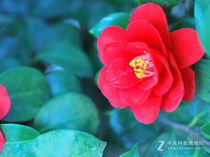 "春风花草香"全诗