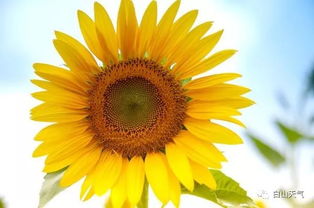 试着写几个拟声词,先写出声音,再想想它们各代表什么声音