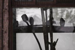 缩头缩脑的意思