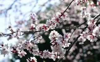 浪漫樱花 郭富城 的 lrc.格式歌词