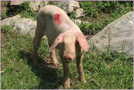 牲畜的读音牲畜的读音是什么