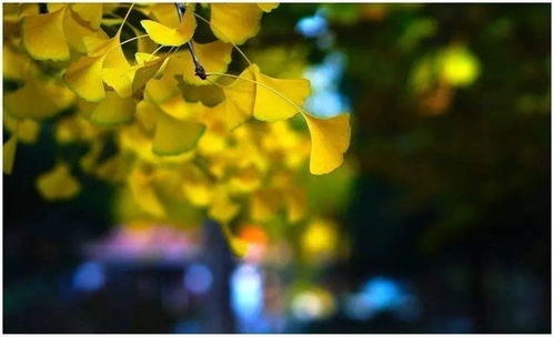 带着微笑出发的句子