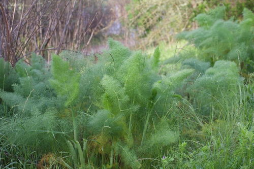 蓬头稚子学垂纶 侧坐莓苔草映身是什么意思