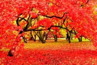 霜叶红于二月花上一句诗是什么，霜叶红于二月花上一句[呲牙]