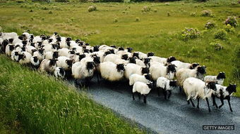 老鼠的复数形式是什么?