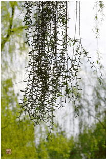 柳絮池塘淡淡风梨花院落溶溶月，什么院落溶溶月柳絮池塘淡淡风