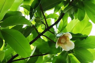 佛手柑的味道，佛手柑冻冻是啥