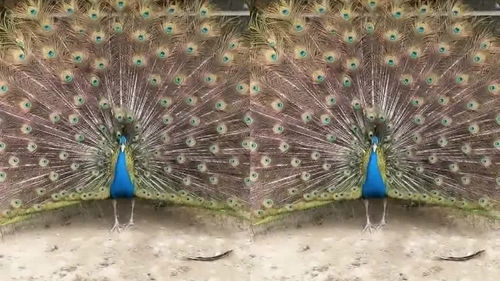 孔雀开屏是公的还是母的?