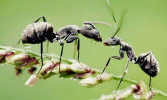 人多计谋广后面是什么