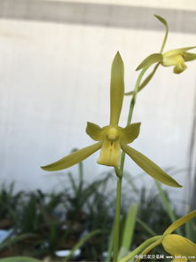 建兰里的素花:大凤素兰花,颜色纯正,香气浓,花茎达9厘米