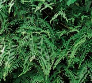 铁芒萁的功效与作用，铁芒萁用什么除草剂