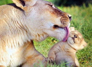 什么动物独有千古
