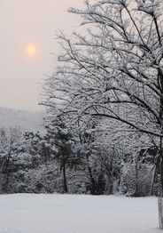 春雪白居易的古诗
