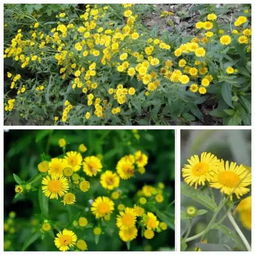 旋覆花有什么功效?