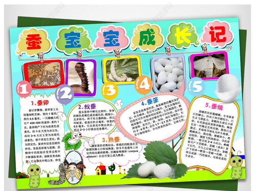 一生长变化为题的手抄报 蚕的一生手抄报