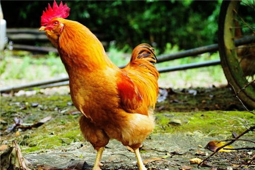 鸡年是哪几年生的