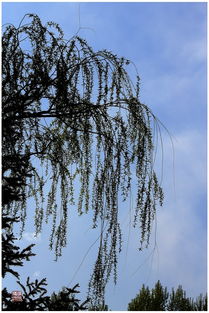 柳絮池塘淡淡风的前一句是什么