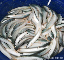 乌鱼吃什么食物