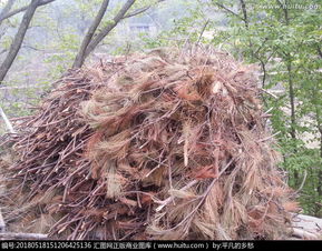 松毛虫，松毛汤包