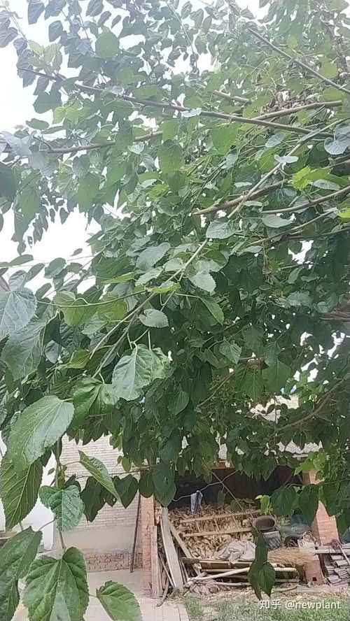 槡果有什么功效和作用是什么?