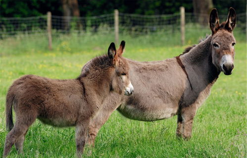 牲畜的拼音和意思，畜的拼音