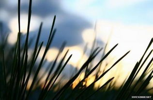 意境是什么意思?，意境美到极致的句子