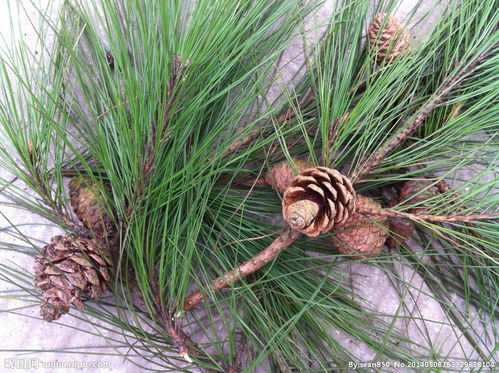 松毛泡酒喝了有什么功效 松毛泡酒什么时候采最好