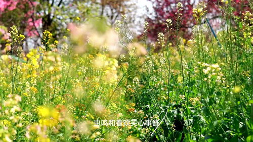 春天是怎么来的仿写句子二年级，小燕子和桃花瓣捉迷藏了啊春天是怎么来的