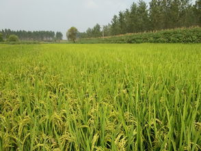 【旱稻】的意思是什么?【旱稻】是什么意思?