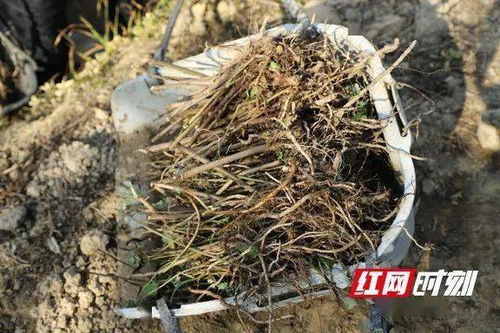 根茎的区别?