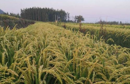 什么是水稻旱种?水稻旱种的优势在哪儿?